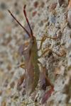 Gonocerus acuteangulatus