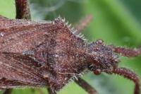 Coriomeris denticulatus