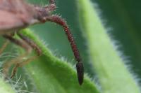 Coriomeris denticulatus