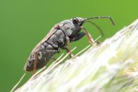 Peritrechus gracilicornis