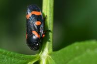 Cercopis intermedia