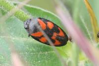 Cercopis vulnerata