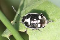 Eurydema oleracea