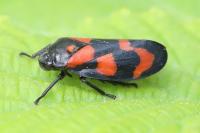 Cercopis vulnerata