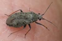 Heterocordylus tibialis