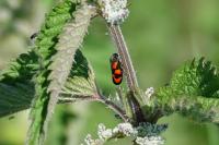 Cercopis vulnerata