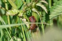 Graphosoma italicum
