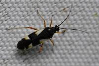 Dryophilocoris flavoquadrimaculatus