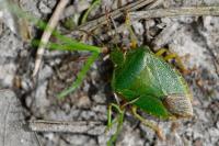Palomena prasina