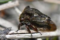 Centrotus cornutus