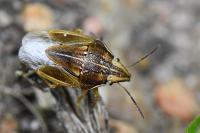 Aelia acuminata