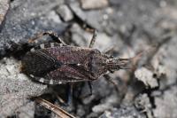 Ceraleptus gracilicornis