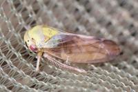 Oncopsis