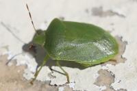 Nezara viridula