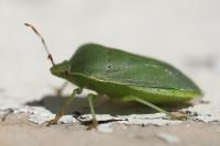 Nezara viridula