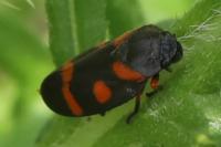 Cercopis intermedia