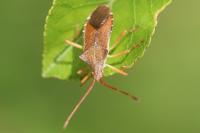 Gonocerus acuteangulatus