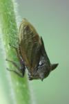 Centrotus cornutus