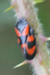 Cercopis vulnerata