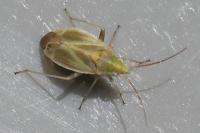 Amblytylus nasutus