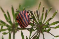 Graphosoma italicum