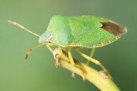 Palomena prasina