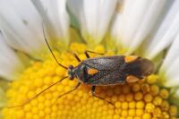 Capsodes flavomarginatus