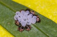 Halyomorpha halys