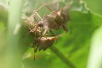 Coreus marginatus