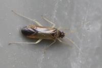 Phylus coryli