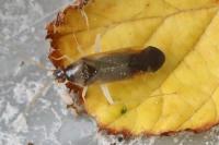 Phylus coryli