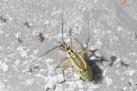 Leptopterna dolabrata