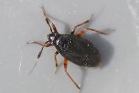 Capsus ater