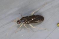 Phylus coryli
