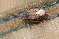 Peritrechus gracilicornis