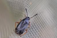 Capsus ater