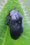 Penthimia nigra