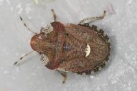 Dyroderes umbraculatus