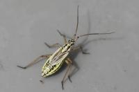 Leptopterna dolabrata