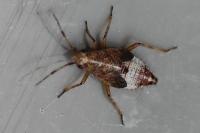 Deraeocoris flavilinea