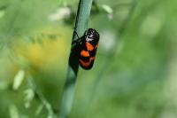 Cercopis vulnerata