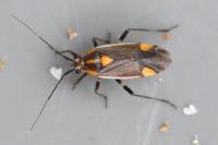 Capsodes flavomarginatus