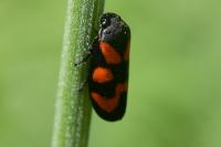 Cercopis vulnerata