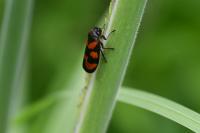 Cercopis vulnerata