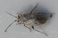 Heterocordylus tibialis