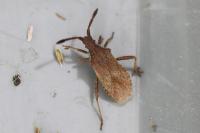 Coriomeris denticulatus