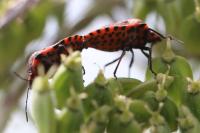 Graphosoma italicum