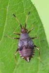 Deraeocoris ruber