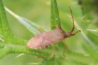 Gonocerus acuteangulatus