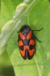 Cercopis vulnerata